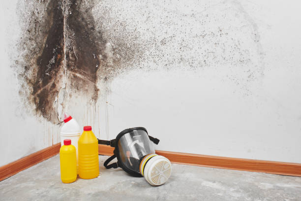 Best Black Mold Removal  in Paola, KS