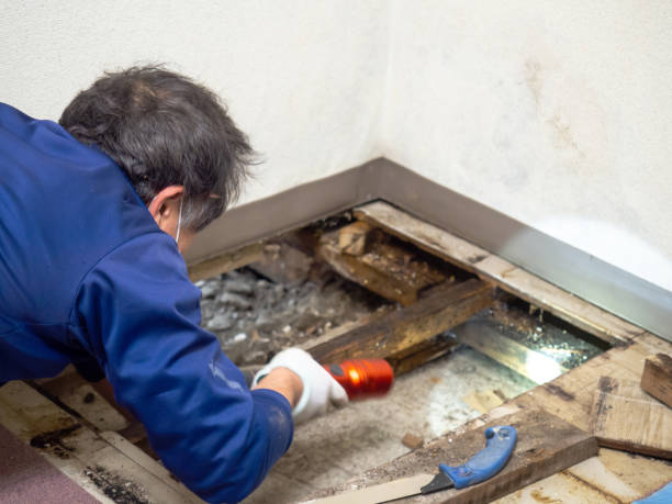 Best Office Mold Removal Services  in Paola, KS