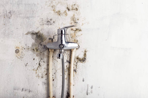 Best Affordable Mold Removal  in Paola, KS
