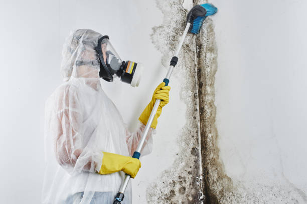 Best Mold Damage Repair  in Paola, KS