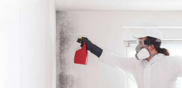 Home Mold Removal in Paola, KS