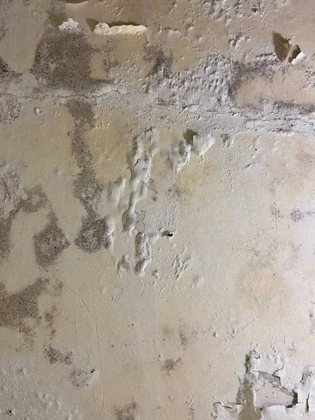 Mold Removal and Inspection in Paola, KS