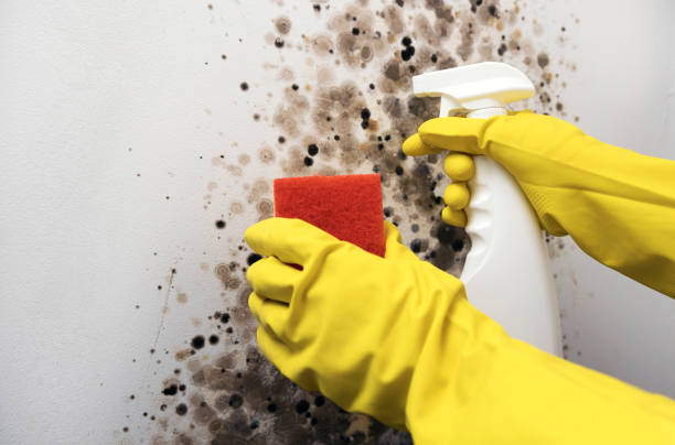 Best Mold Cleaning Services  in Paola, KS