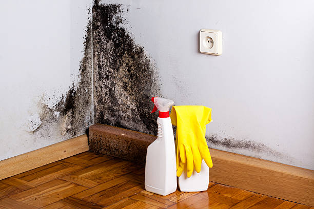 Best Fast Mold Removal  in Paola, KS